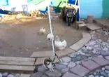 курочки поліцайки