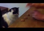 Кота не проведёшь!