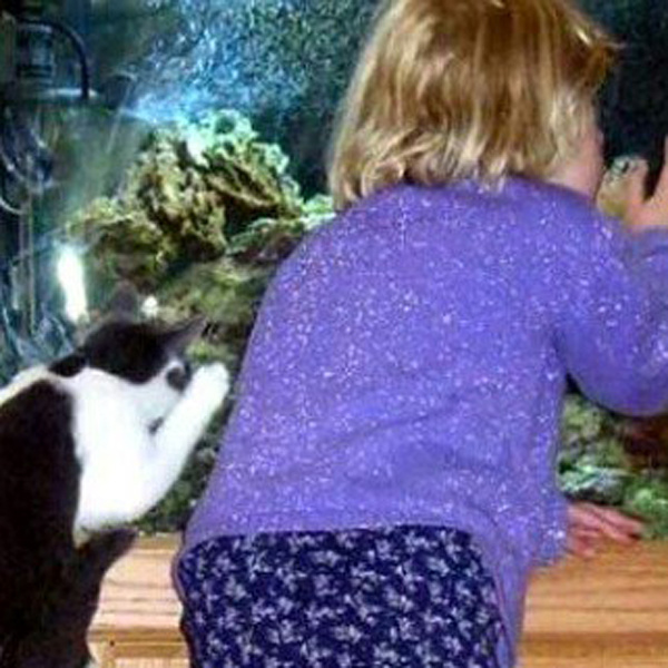 10 доказательств того, что детям нужны кошки