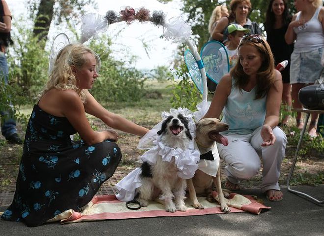 Свадьба собак