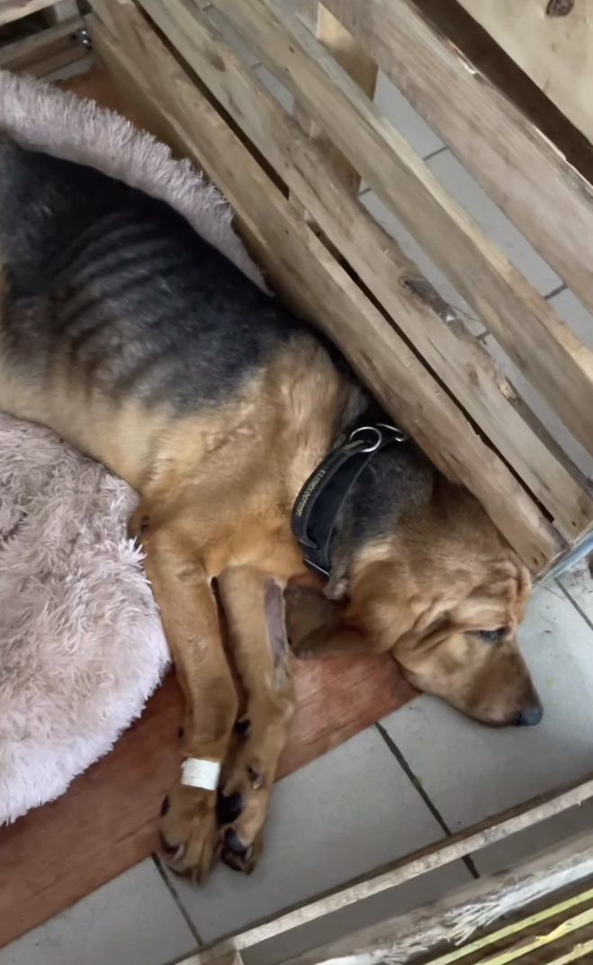 Військова собака на прізвисько Гроза