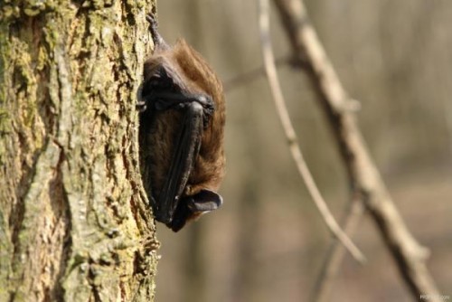 Животные из Чернобыля