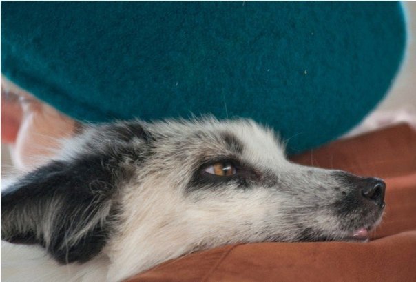 Самые милые домашние лисички