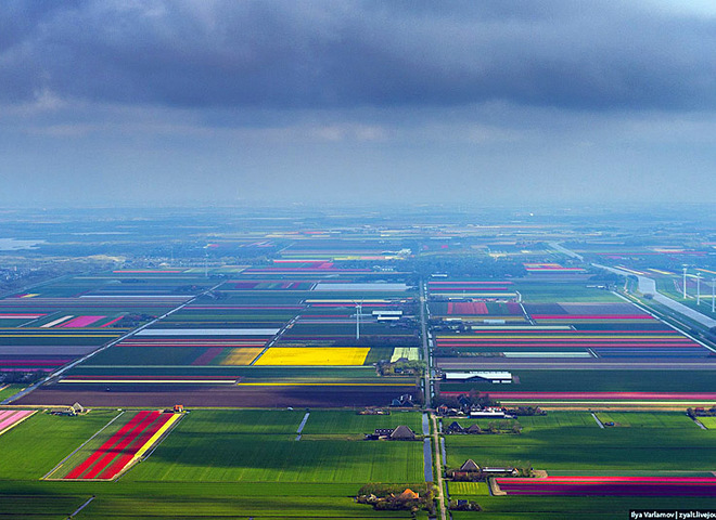 Полет над цветущими голландскими полями