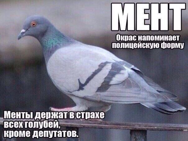 Голуби бывают разные