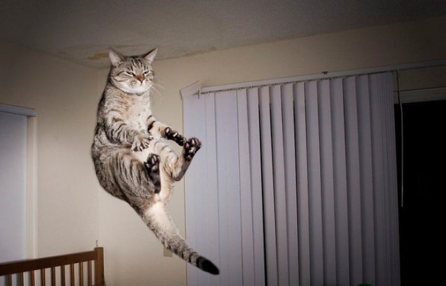 Смешные фото летяющих котиков
