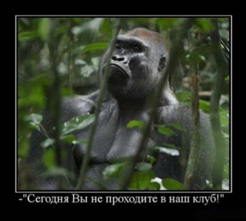 Прикольные демотиваторы