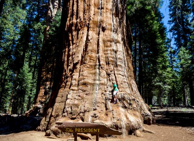 Дерево на прізвисько "президент", Sequoia National Park