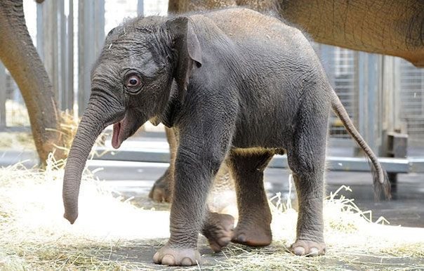 Новорожденный слоненок и его мама