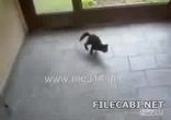 Котик - идиотик