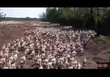 Несметное полчище)