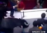 Бык во время корриды вырвался на трибуны.wmvБык во время корриды вырвался на трибуны