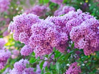 Куты сирени HD