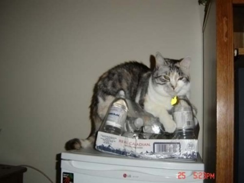 Работаю над стрессоустойчивостью