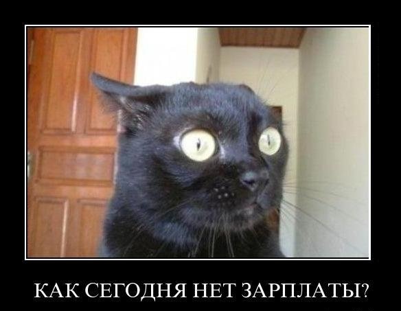 Демотиваторы про котов