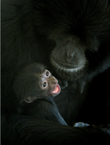 Топ зверушек