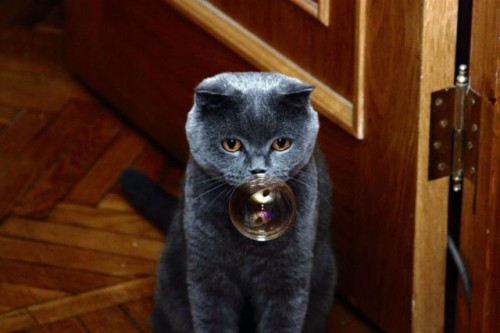 Кот и пузырь