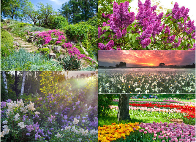 Куди поїхати в квітні в Україні: знайди свій квітковий рай