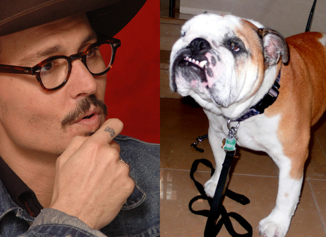 Джонни Депп и бульдог Бреда Питта