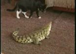 Крокодил охотится за кошкой в московской квартире