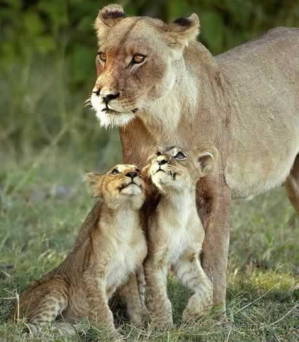 Зверье мое!