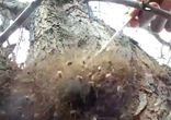 Как маскируются тысячи пауков