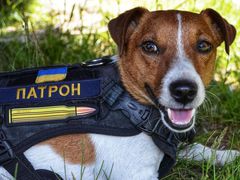 Пес Патрон