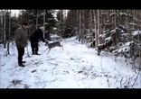 Дерзкий олень-баран