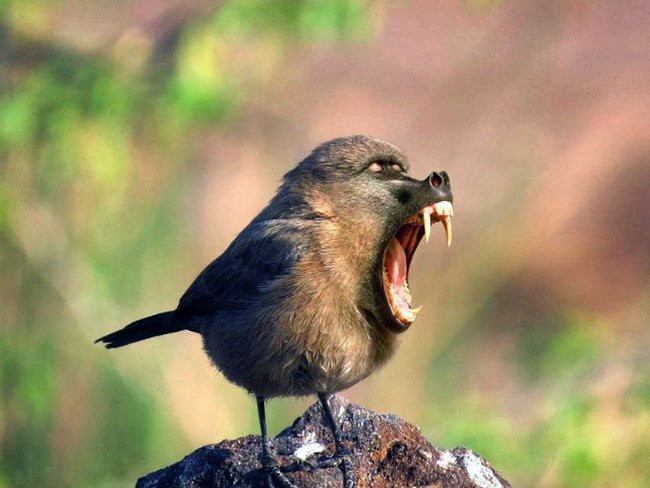 Создания, которых страшно было бы встретить