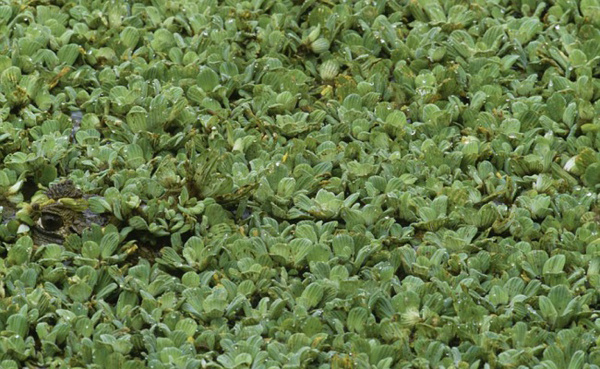 Маскировка 80 lvl 