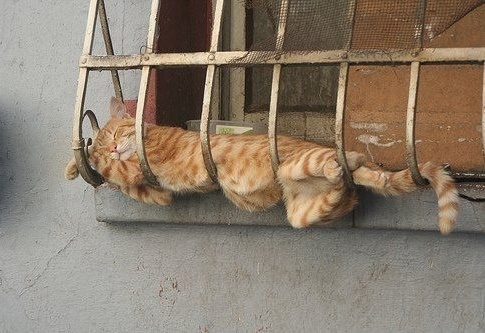 Коты - это гангстеры:)))
