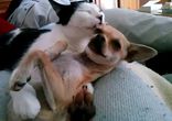 Котик вылизывает собачку