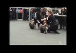 Международная Выставка Собак 29- марта 2014 CACIB-FCI