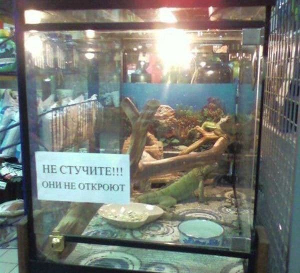 Маразмы месяца