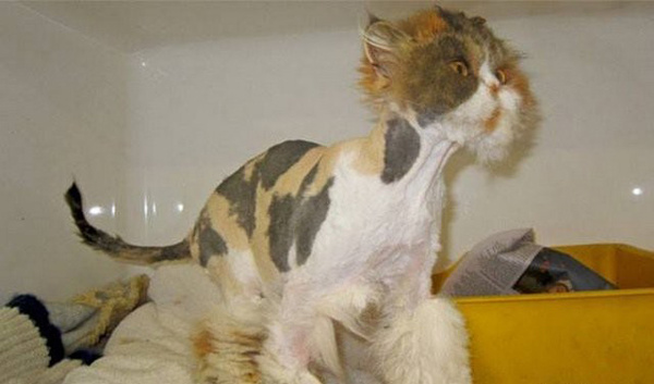 Мой хозяин - идиот!