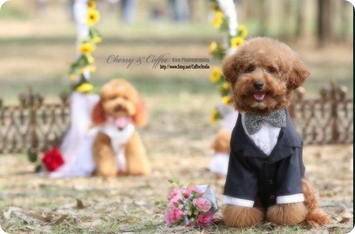 Свадьба у собак