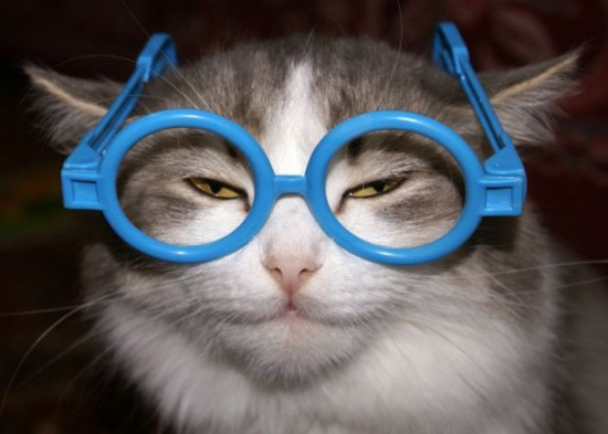Крутые котэ в очках