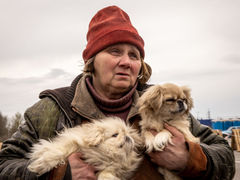 Животные войны