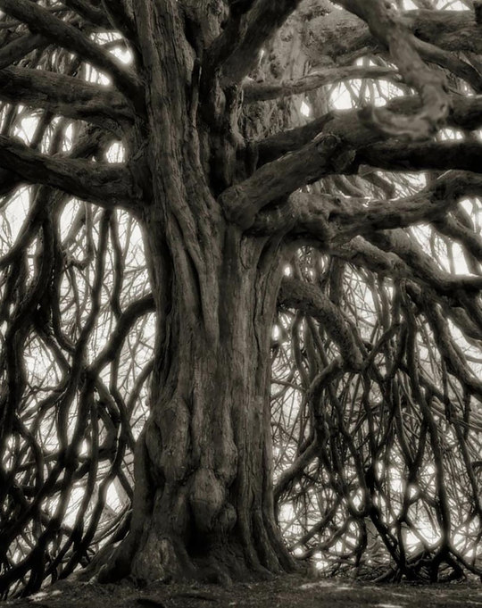 Найдавніші дерева світу