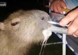 Капибара пьет пиво с мужиками / Capybara drinking beer with campers