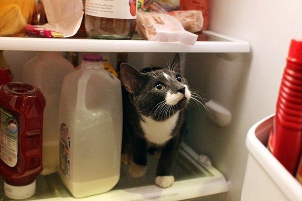 Голодные котейки или застукали в холодильнике