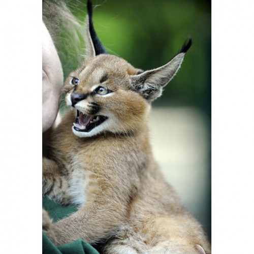 В мире животных