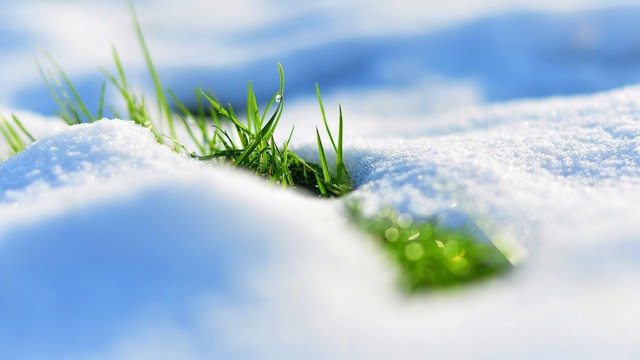 Трава в снегу