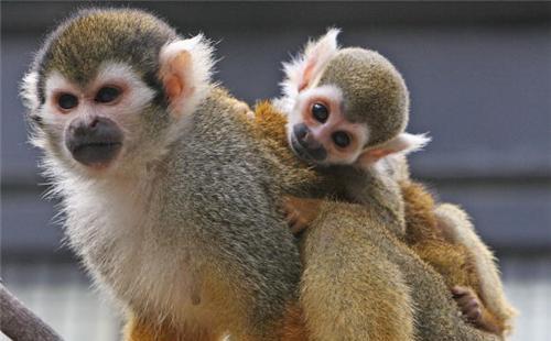 Смешные обезьяны