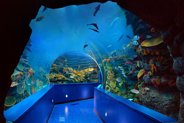 Шарджанський акваріум Sharjah Aquarium