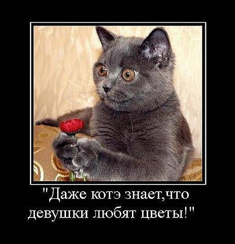 Демотиваторы про котэ