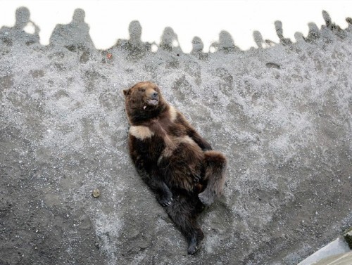 Чудо скотинушки:)