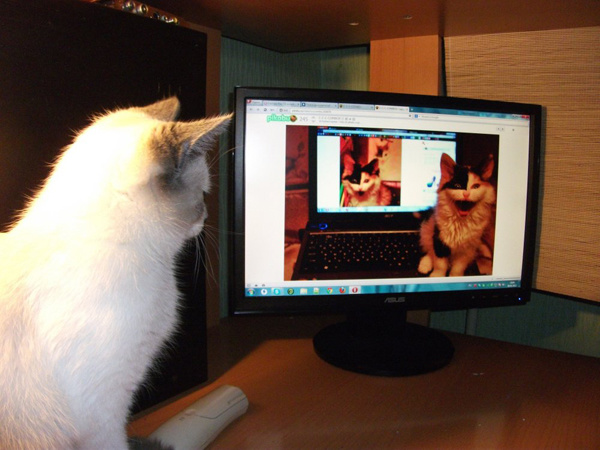 C-C-C-COMBO!! Размноженный котэ