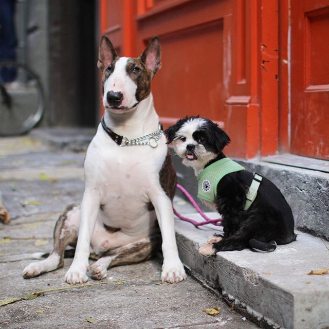 Невилл Джейкобс