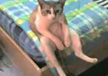 блатная кошка